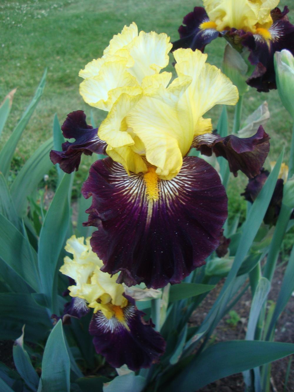 Photo of Tall Bearded Iris (Iris 'Reckless Abandon') uploaded by Paul2032