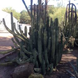 Location: Desert Botanical Garden, Phoenix, Aizona
Date: 2015-11-17