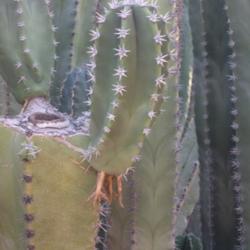 Location: Desert Botanical Garden, Phoenix, Arizona
Date: 2015-11-17
Aerial roots