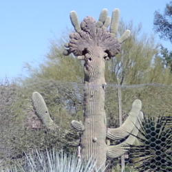 Location: Desert Botanical Garden Phoenix, Arizona
Date: 2004-10-24
Incredible Crested Saguaro