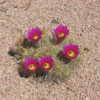 My Hedgehog Cactus
