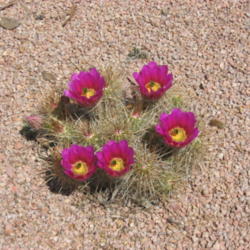 Location: My yard Scottsdale, Arizona
Date: 2009-04-25
My Hedgehog Cactus