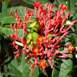 Location: Colima, Colima Mexico (USDA Zone 11)
Date: 2015-12-15
Coral Plant (Jatropha multifida) buds, blooms, pollen, seed pods 