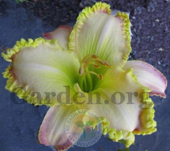 Photo of Daylily (Hemerocallis 'Dipped in Pink') uploaded by Char