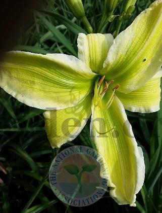Photo of Daylily (Hemerocallis 'Green is Good') uploaded by Char