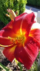 Thumb of 2015-12-16/DogsNDaylilies/a9bb27