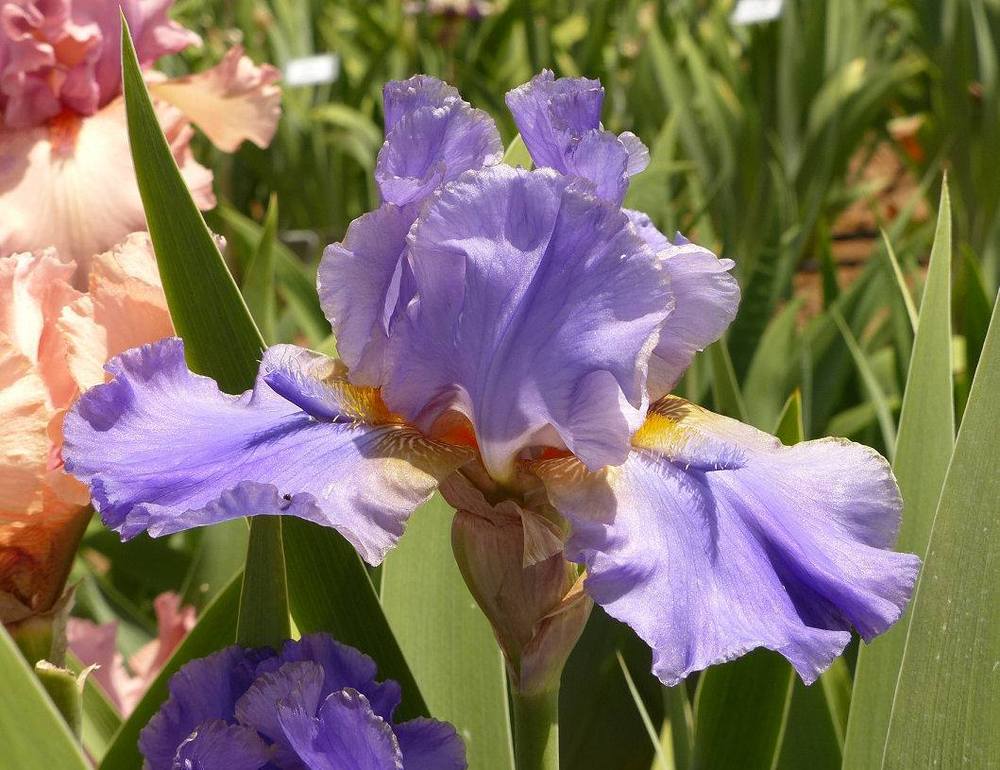 Photo of Tall Bearded Iris (Iris 'Comme un Volcan') uploaded by Misawa77