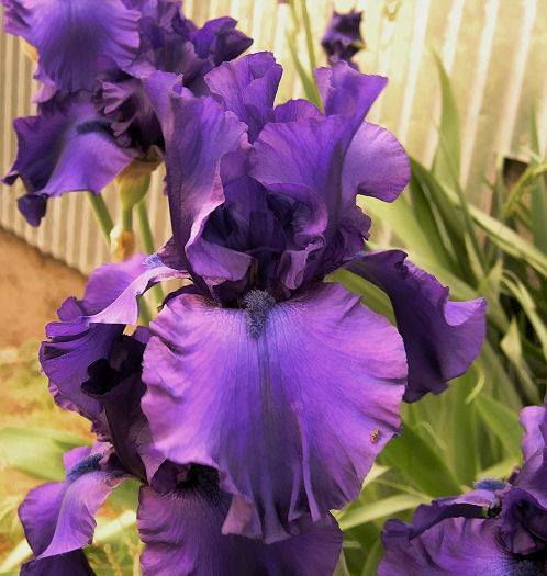 Photo of Tall Bearded Iris (Iris 'Dusky Challenger') uploaded by Misawa77