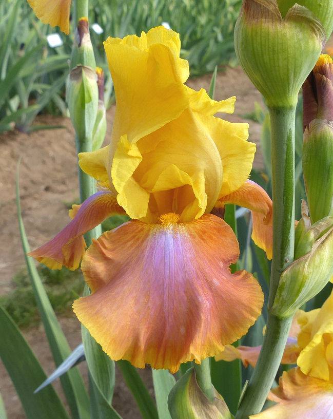 Photo of Tall Bearded Iris (Iris 'Ada Marie') uploaded by Misawa77