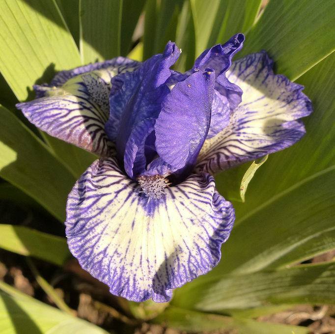 Photo of Standard Dwarf Bearded Iris (Iris 'Chubby Spider') uploaded by Misawa77