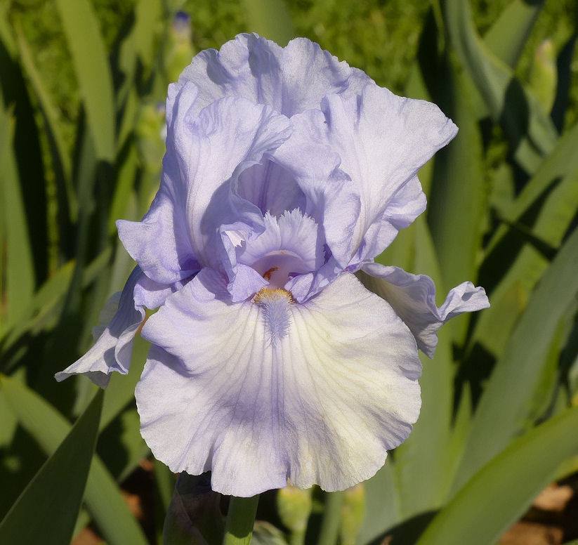 Photo of Tall Bearded Iris (Iris 'Delphinium Sky') uploaded by Misawa77