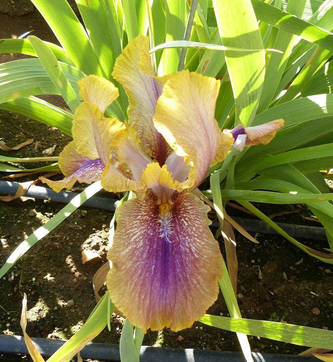 Photo of Arilbred Iris (Iris 'Eastern Blush') uploaded by Misawa77