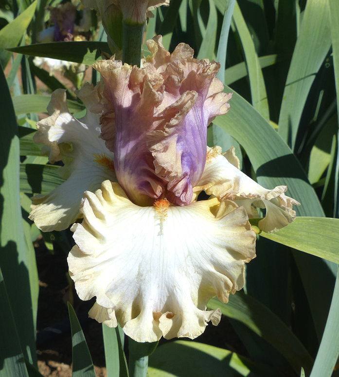 Photo of Tall Bearded Iris (Iris 'Colourable') uploaded by Misawa77