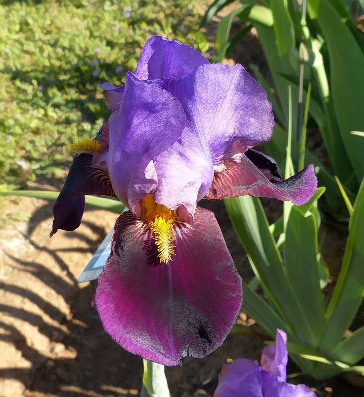 Photo of Tall Bearded Iris (Iris 'Destiny') uploaded by Misawa77