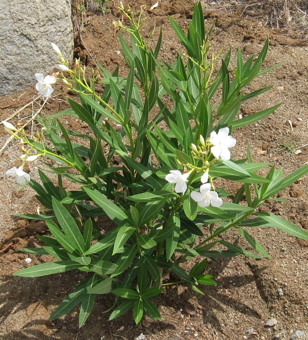 Photo of Oleanders (Nerium oleander) uploaded by plantmanager