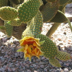 Location: Scottsdale, Arizona
Date: 2015-12-15
Yellow Bunny Ears in Bloom