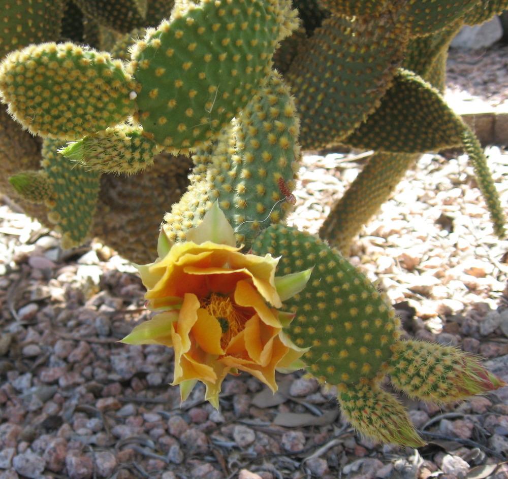 Photo of Bunny Ears (Opuntia microdasys) uploaded by plantmanager