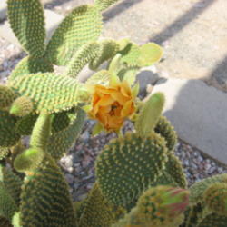 Location: Scottsdale, AZ
Date: 2014-04-20
Yellow Bunny Ears