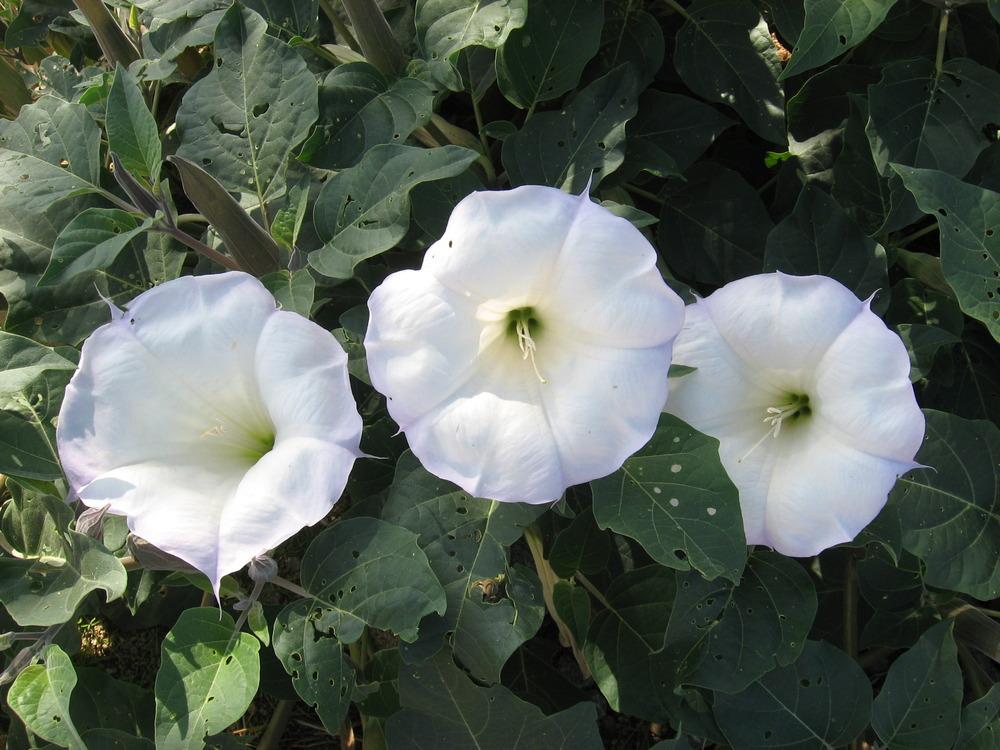 Photo of Jimson Weed (Datura innoxia) uploaded by plantmanager