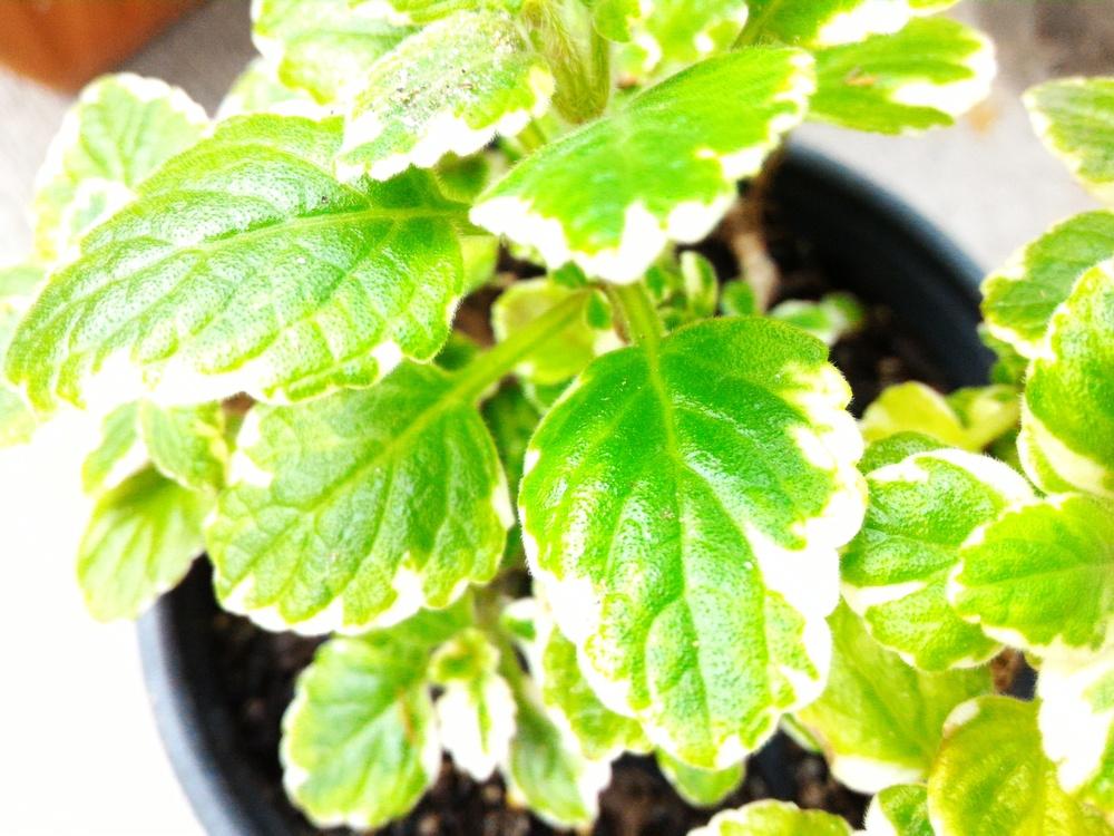 Photo of Plectranthus uploaded by supermaroon