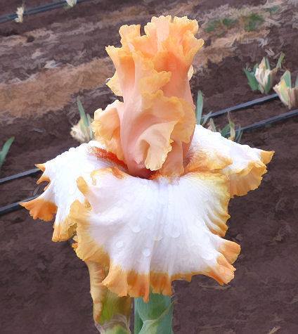 Photo of Tall Bearded Iris (Iris 'Precious Halo') uploaded by Misawa77