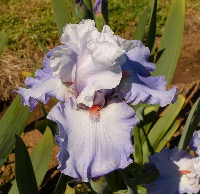 Photo of Tall Bearded Iris (Iris 'Platinum Jubilee') uploaded by Misawa77