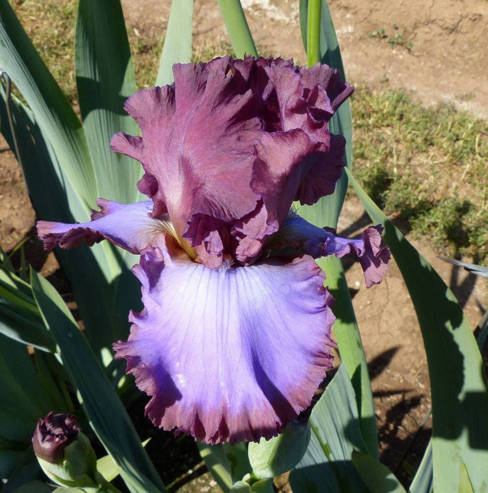Photo of Tall Bearded Iris (Iris 'House Arrest') uploaded by Misawa77