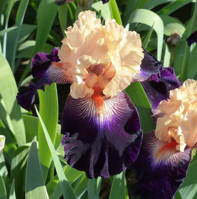 Photo of Tall Bearded Iris (Iris 'Greatest Show on Earth') uploaded by Misawa77