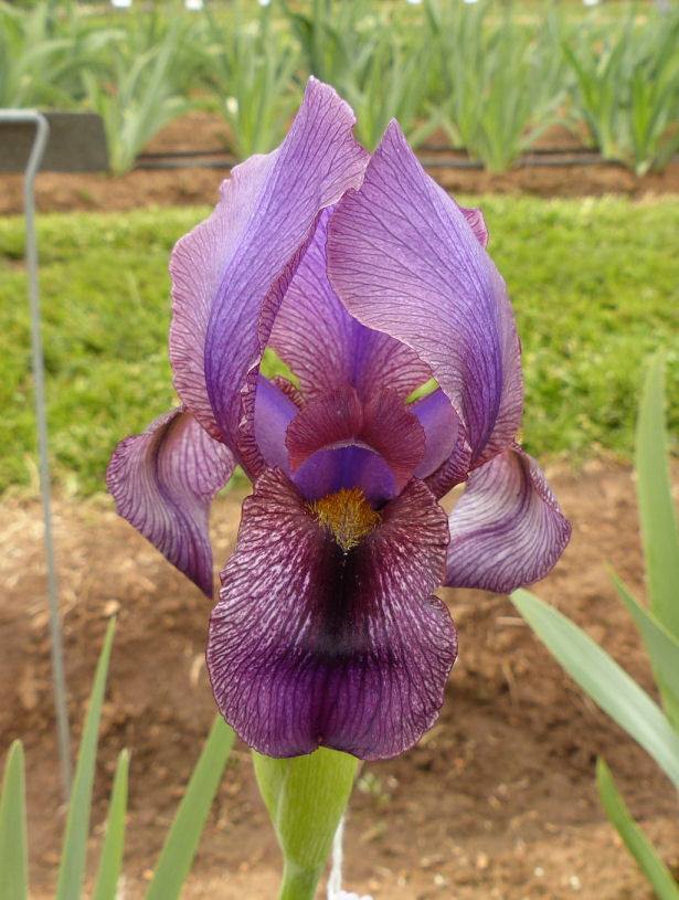 Photo of Aril Iris (Iris 'Werckmeister's Beauty') uploaded by Misawa77