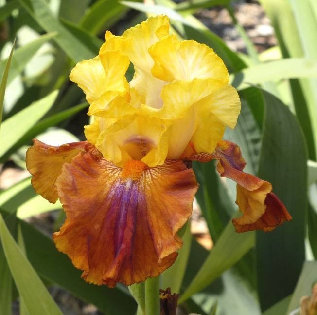 Photo of Tall Bearded Iris (Iris 'Mayan Mysteries') uploaded by Misawa77