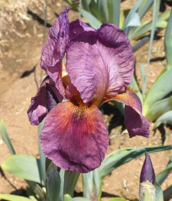 Photo of Arilbred Iris (Iris 'Red Joppa') uploaded by Misawa77