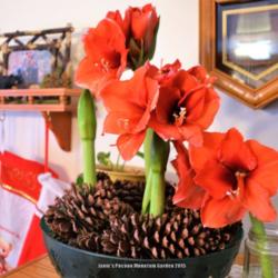 The Brown-Thumbed Gardener Strikes Again! My Christmas Amaryllis Project Part 2