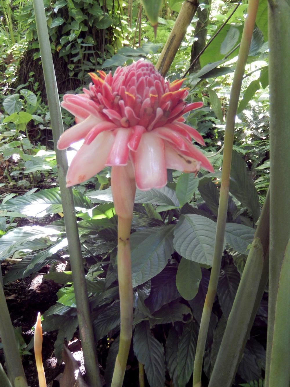 Photo of Ginger Torch Lily (Etlingera elatior 'Sweet Pink') uploaded by cliftoncat