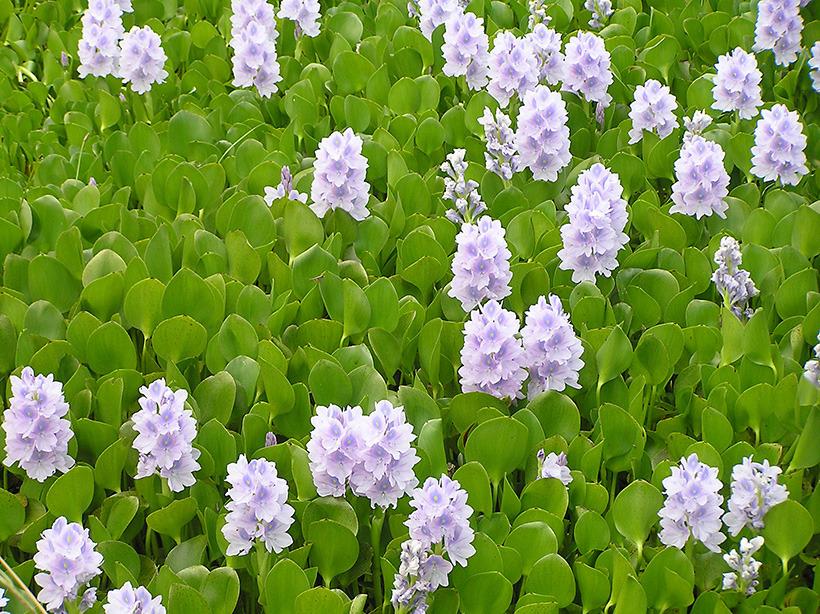 Photo of Water Hyacinth (Eichhornia crassipes) uploaded by greene