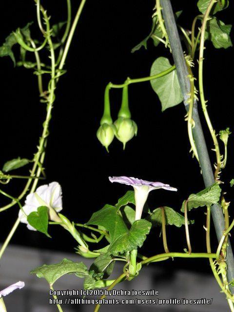 Photo of Lavender Moonvine (Ipomoea muricata) uploaded by joeswife