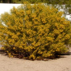 Location: Scottsdale, Arizona
Date: 2004
Gorgeous Cassia bush!