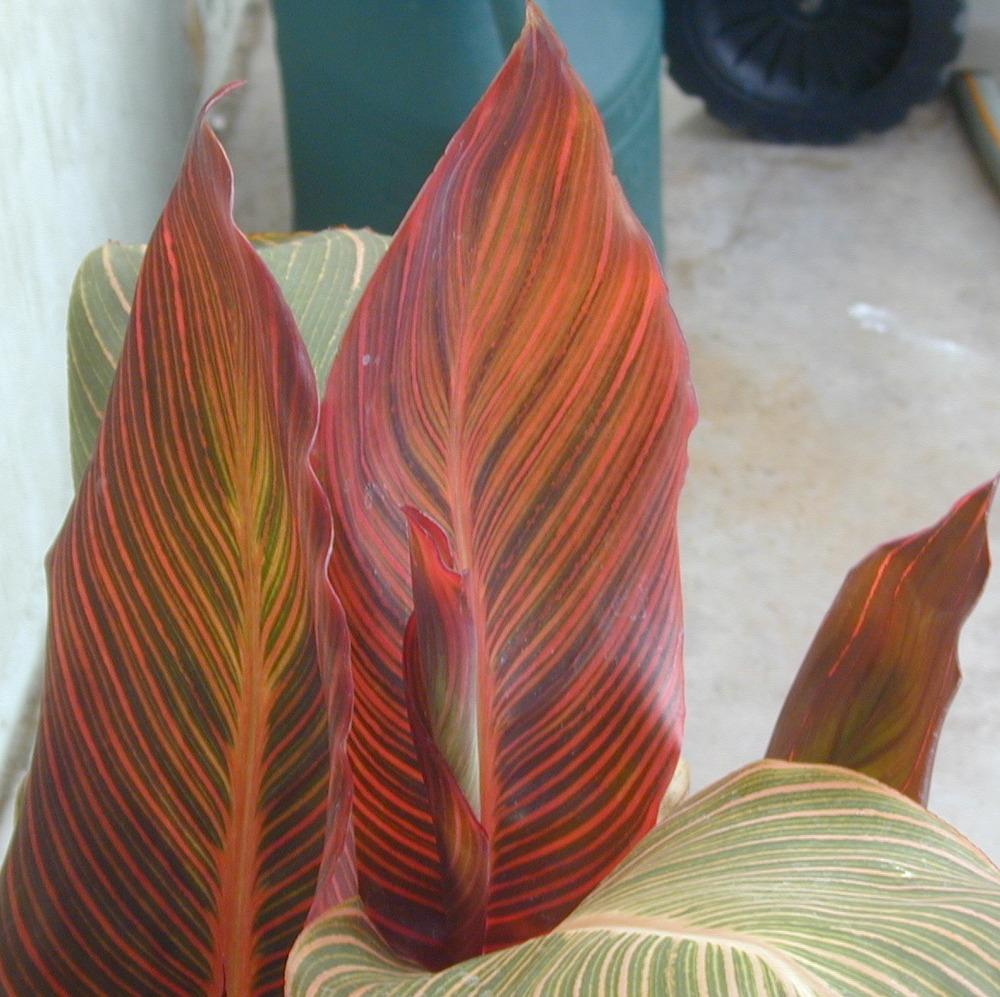 Photo of Canna Tropicanna® uploaded by plantmanager