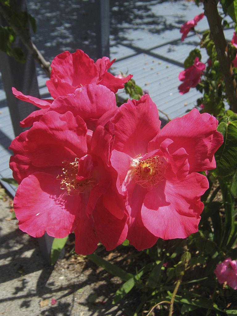 Photo of Rose (Rosa 'Nancy Hayward') uploaded by robertduval14