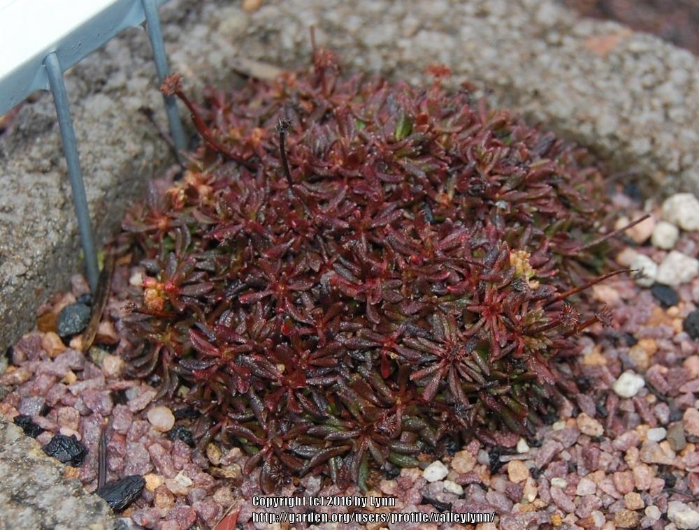 Photo of Matted Buckwheat (Eriogonum caespitosum) uploaded by valleylynn