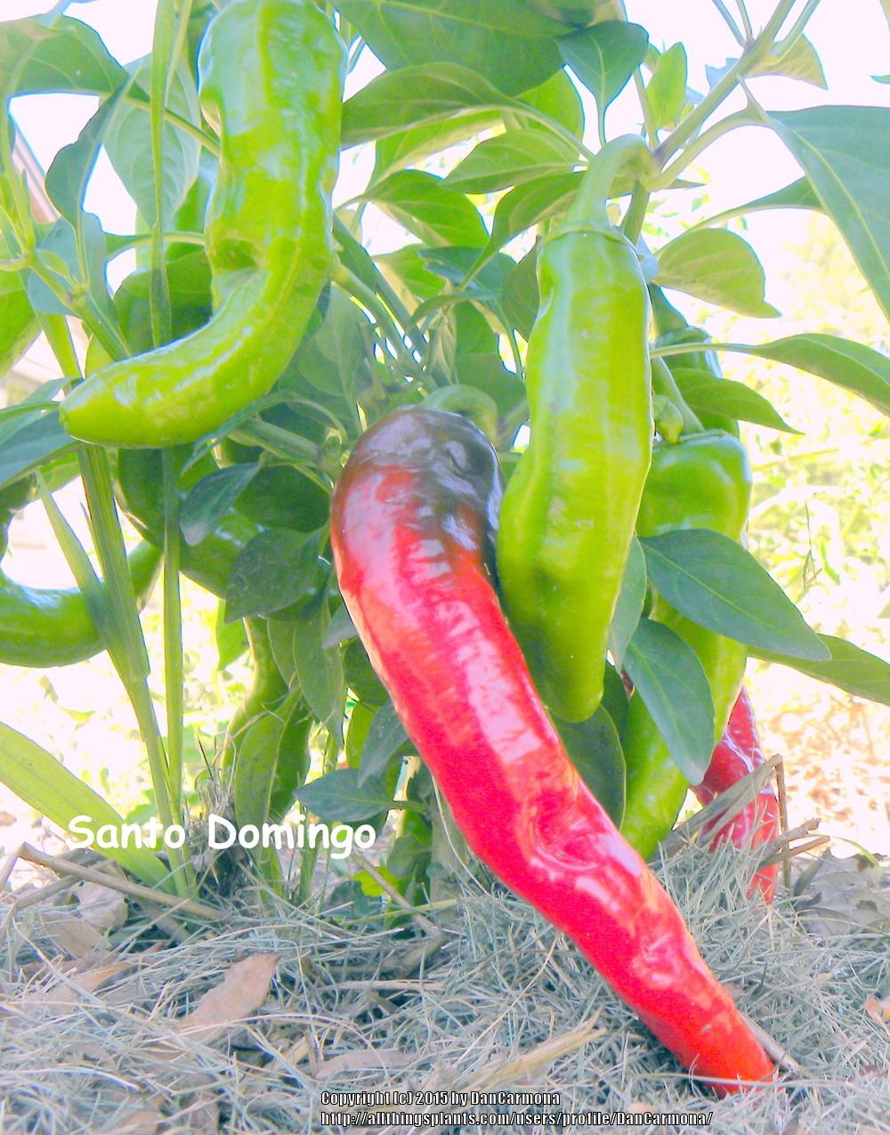 Photo of Hot Pepper (Capsicum annuum 'Santo Domingo Pueblo') uploaded by DanCarmona