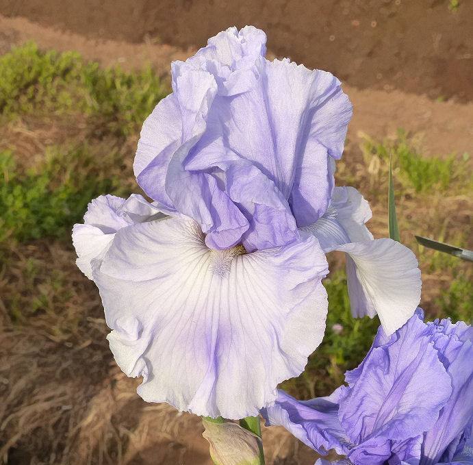 Photo of Tall Bearded Iris (Iris 'Some Big Star') uploaded by Misawa77