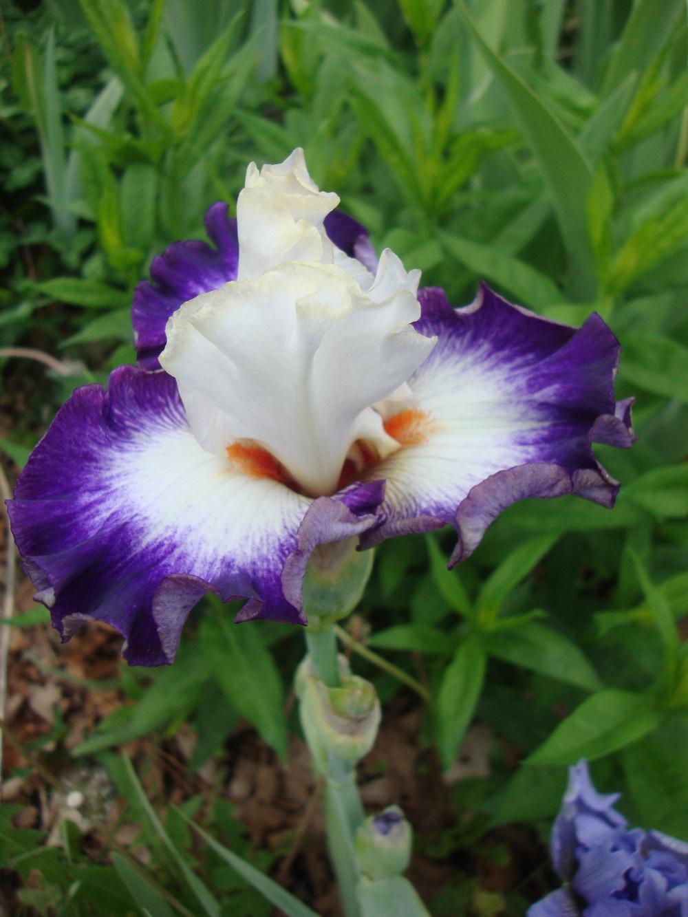 Photo of Border Bearded Iris (Iris 'Niche') uploaded by Paul2032