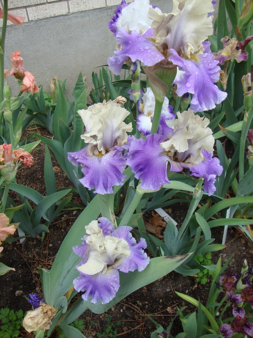 Photo of Tall Bearded Iris (Iris 'Subtle Beauty') uploaded by Paul2032