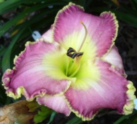 Photo of Daylily (Hemerocallis 'Clothed in Glory') uploaded by Sscape