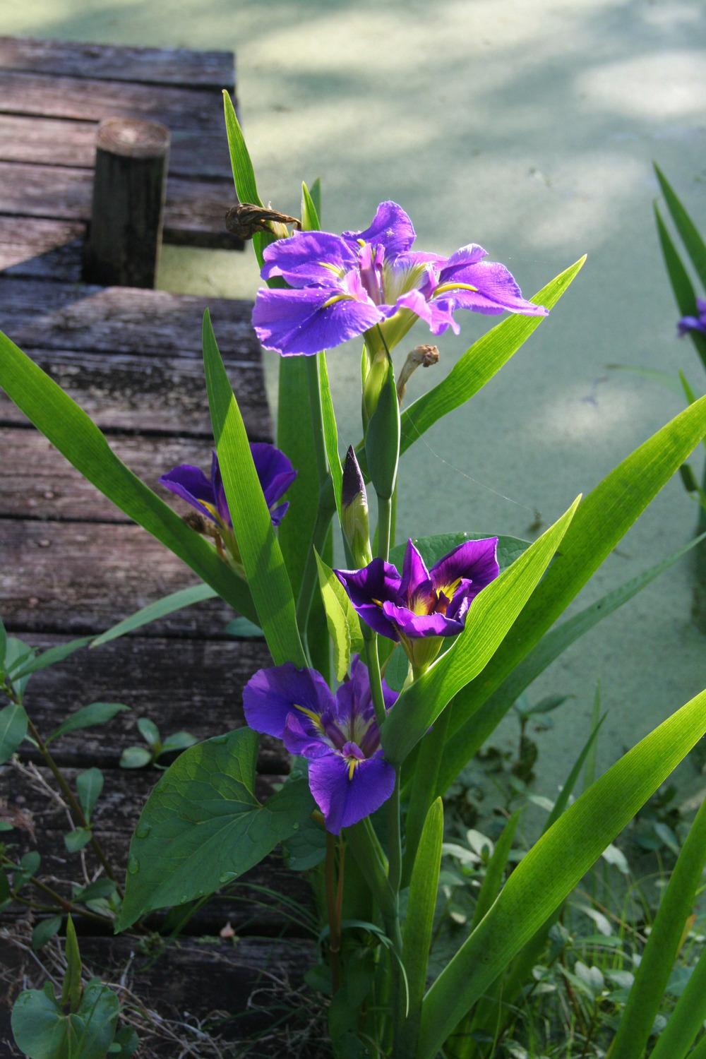 Photo of Louisiana Iris (Iris 'Geisha Eyes') uploaded by coboro