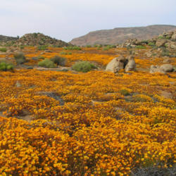 Location: Nababeep, Namaqualand, South Africa
Image by Spencer C. H. Barrett, University of Toronto