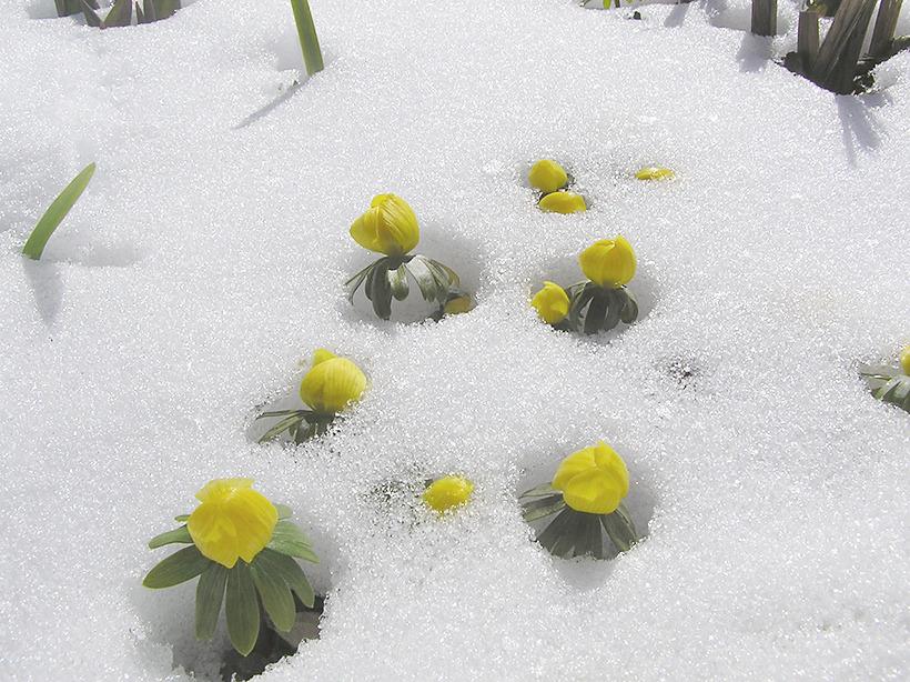 Photo of Winter Aconite (Eranthis hyemalis) uploaded by greene