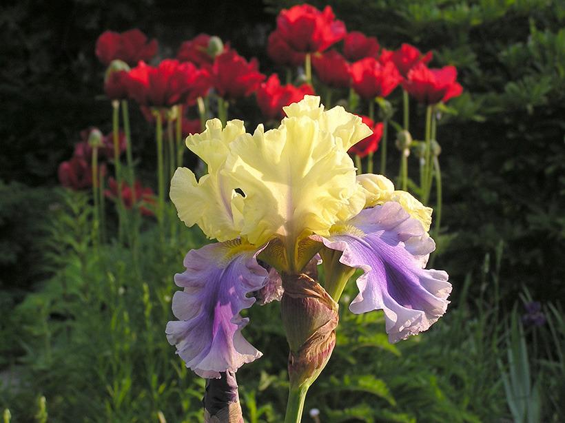 Photo of Tall Bearded Iris (Iris 'Edith Wolford') uploaded by greene