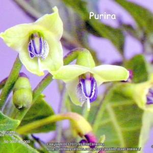 Purira Capsicum: Frutescens Origin: Mexico