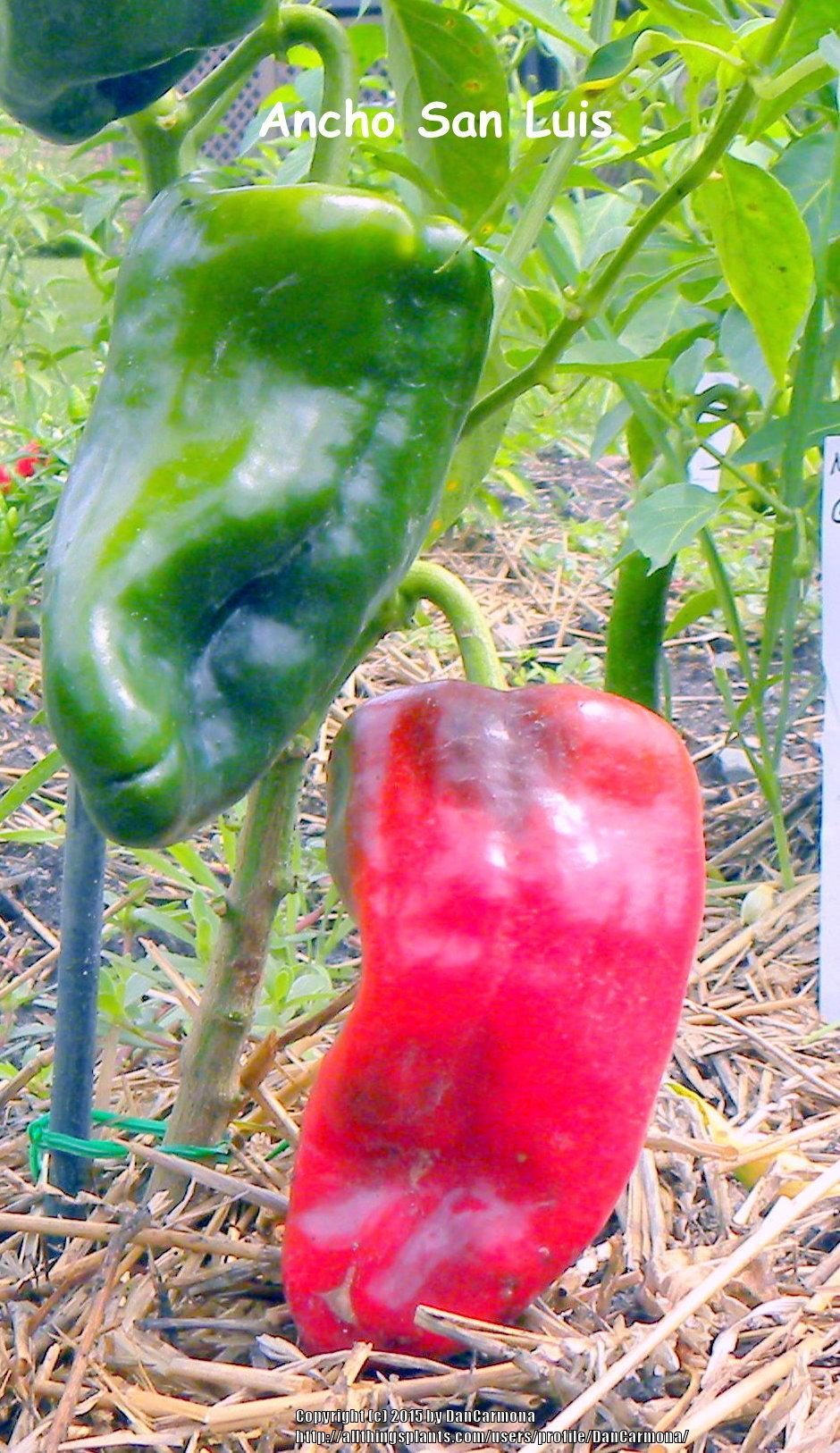 Photo of Hot Pepper (Capsicum annuum 'Ancho San Luis') uploaded by DanCarmona